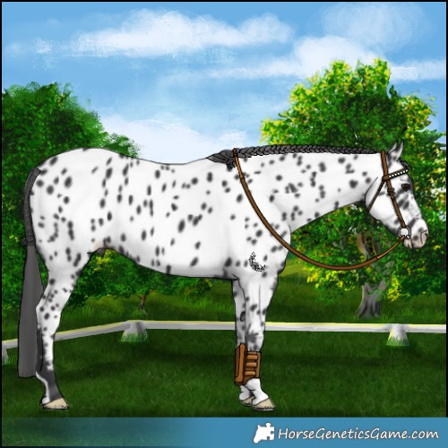 Horse Color:Black Near Leopard 