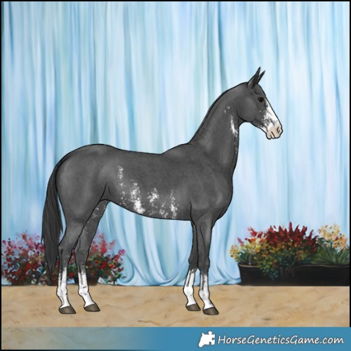 Horse Color:Black Sabino 
