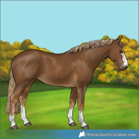 Horse Color:Chocolate Palomino 