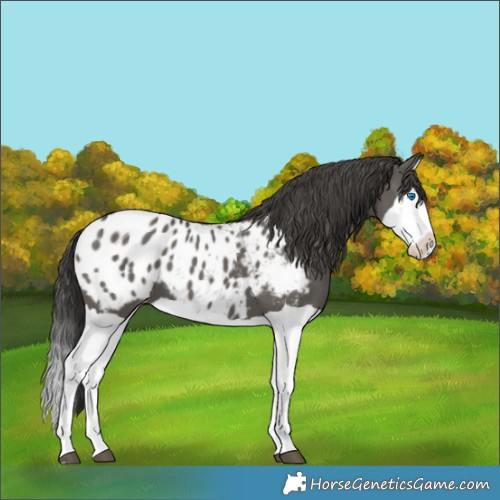 Horse Color:Grullo Splash Appaloosa
