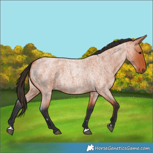 Horse Color:Unknown 
