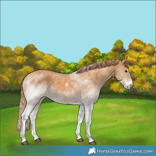 Horse Color:Unknown 