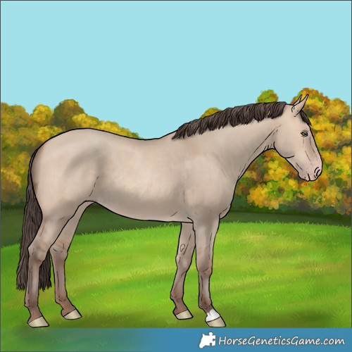 Horse Color:Unknown 