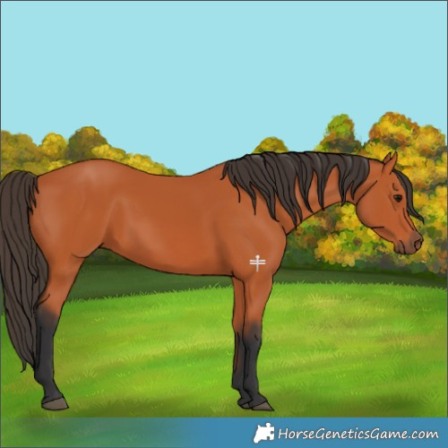 Horse Color:Bay Rabicano 