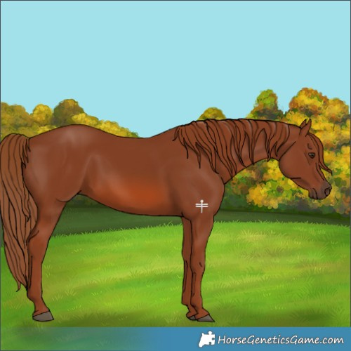 Horse Color:Chestnut Rabicano 