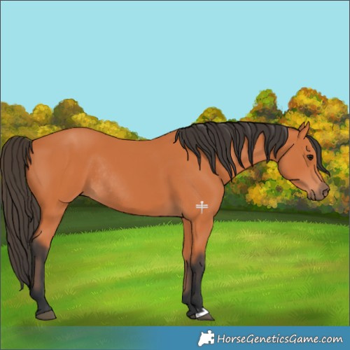 Horse Color:Bay Rabicano 