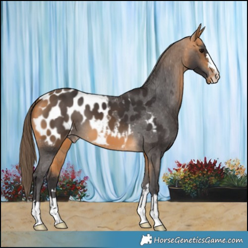 Horse Color:Buckskin Blanket 