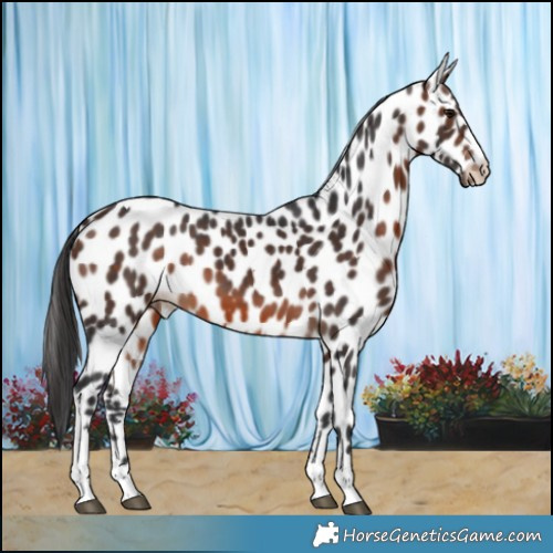 Horse Color:Brown Tobiano Leopard 