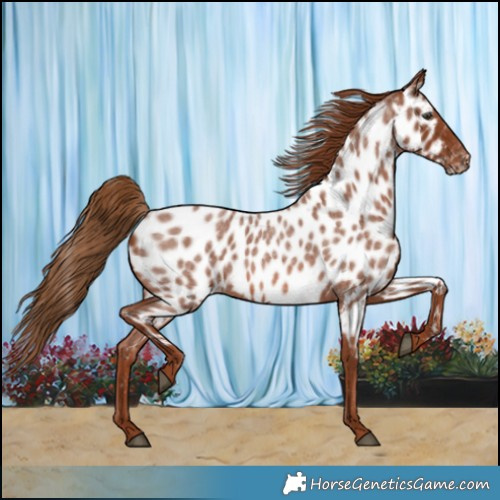 Horse Color:Red Roan Near Leopard 