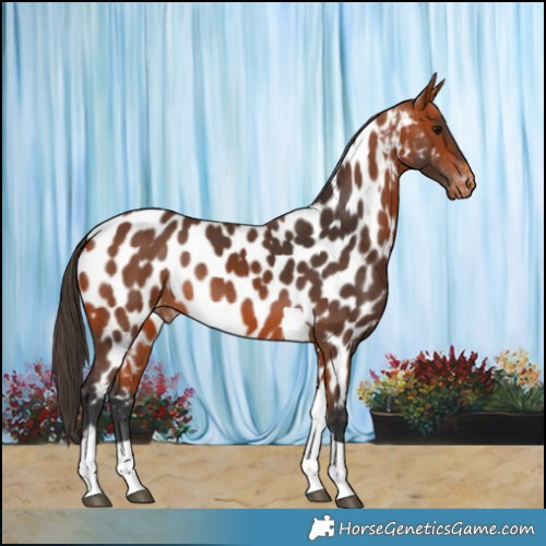Horse Color:Bay Tobiano Near Leopard 