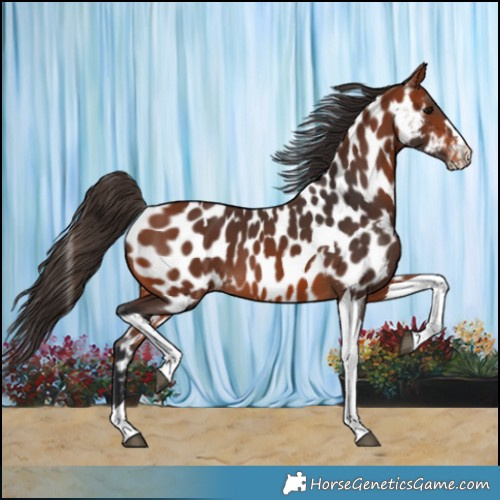 Horse Color:Bay Tobiano Near Leopard 