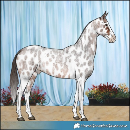Horse Color:Brown Roan Splash Tobiano Near Leopard 