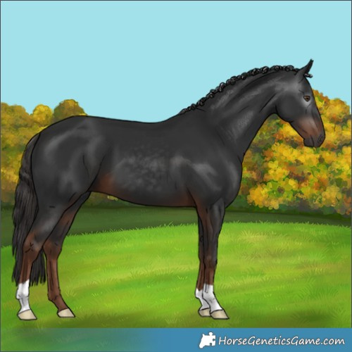 Horse Color:Gray Liver Chestnut