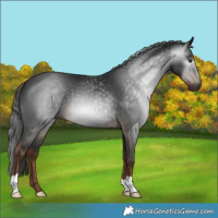 Horse Color:Gray Liver Chestnut