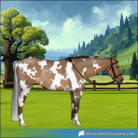 Horse Color:Gray White Spotted Liver Red Dun Rabicano 