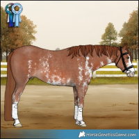 Horse Color:Chestnut Sabino Rabicano 