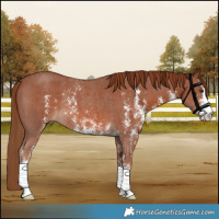 Horse Color:Chestnut Sabino Rabicano 