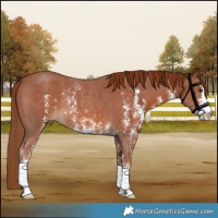 Horse Color:Chestnut Sabino Rabicano 