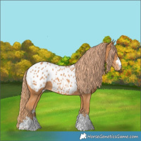 Horse Color:Chestnut Blanket