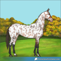Horse Color:Bay Roan Near Leopard