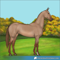 Horse Color:Red Dun 