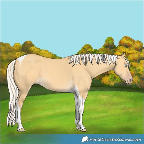 Horse Color:Silver Amber Cream Champagne Dun Tobiano 