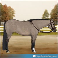 Horse Color:Brown Dun