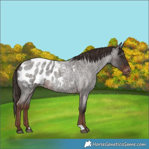 Horse Color:Liver Red Roan Appaloosa 