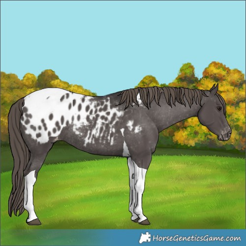 Horse Color:Smoky Black Tobiano Appaloosa Rabicano 