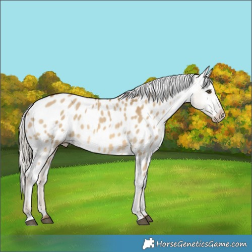 Horse Color:Chocolate Palomino Dun Blanket 