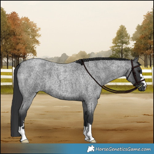 Horse Color:Blue Roan 