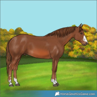 Horse Color:Chestnut 