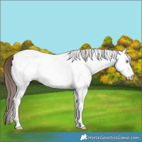 Horse Color:White Spotted Amber Champagne Frame Near Fewspot 