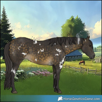 Horse Color:White Spotted Buckskin