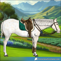 Horse Color:Palomino Dun Appaloosa 