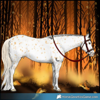 Horse Color:Palomino Appaloosa