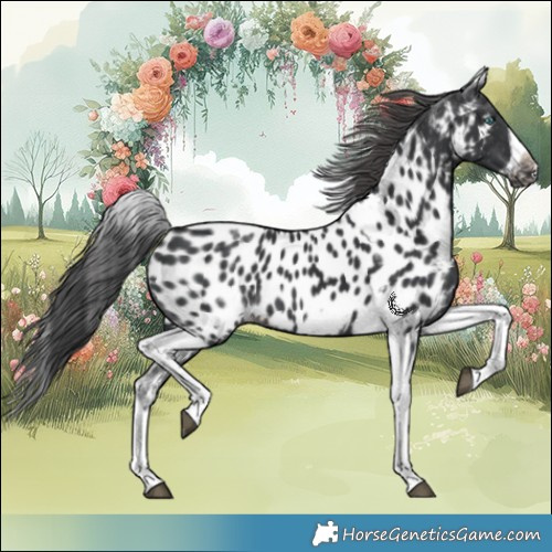 Horse Color:White Spotted Black Splash Tobiano Frame Near Leopard 