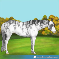 Horse Color:Black Sabino Rabicano 