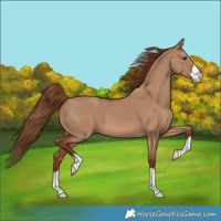 Horse Color:Red Dun 