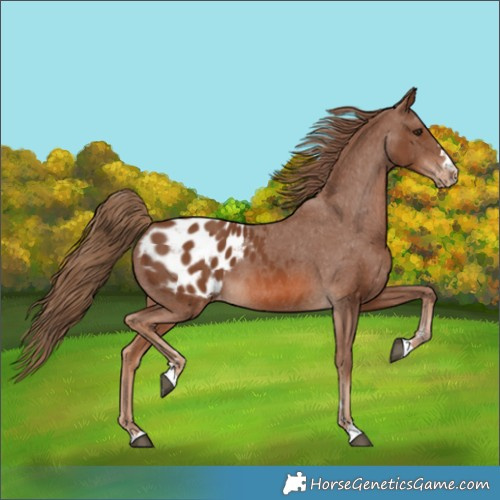 Horse Color:Chestnut Appaloosa 