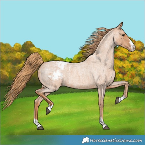 Horse Color:Red Roan Appaloosa 