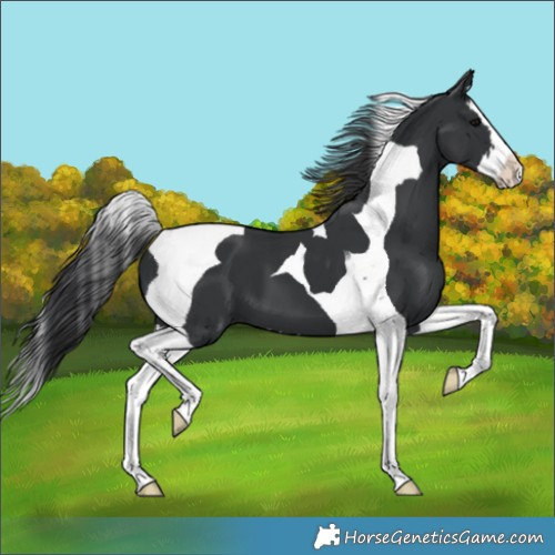 Horse Color:Black Splash Tobiano 
