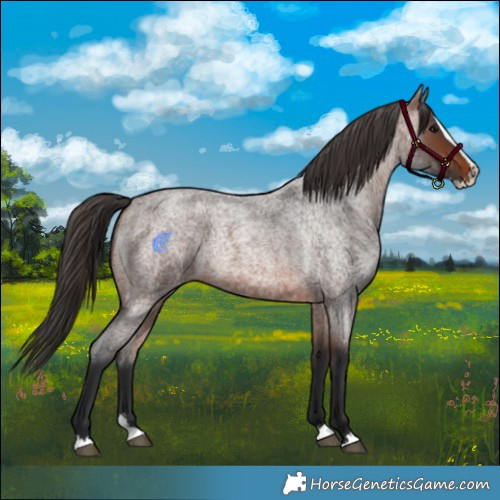 Horse Color:Brown Roan Splash 