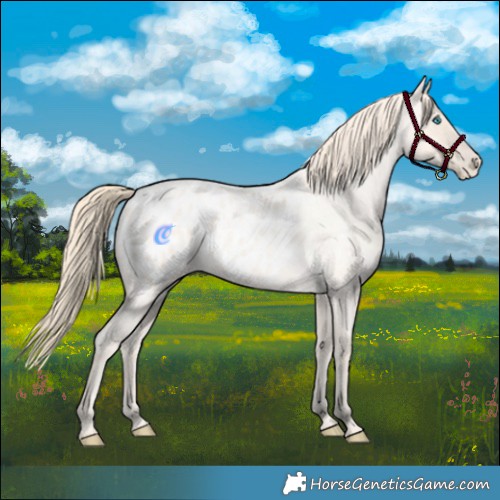 Horse Color:Perlino Roan Appaloosa 