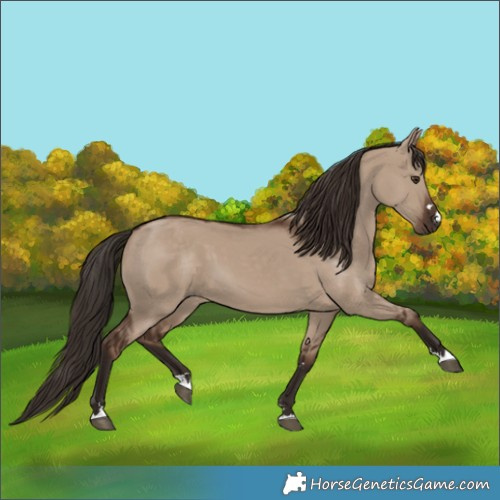 Horse Color:Liver Red Dun 