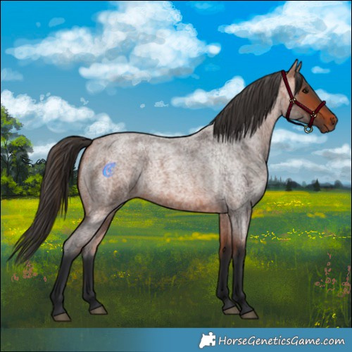 Horse Color:Bay Roan