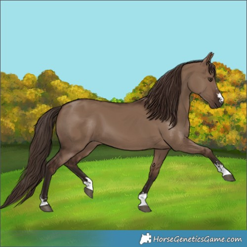 Horse Color:Liver Red Dun 