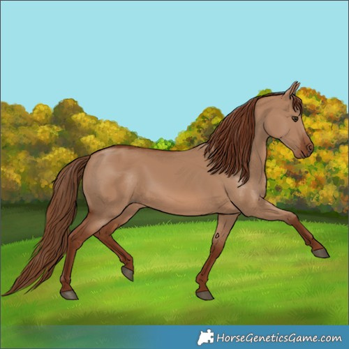 Horse Color:Red Dun 