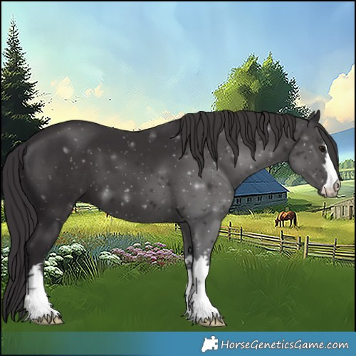 Horse Color:Smoky Black