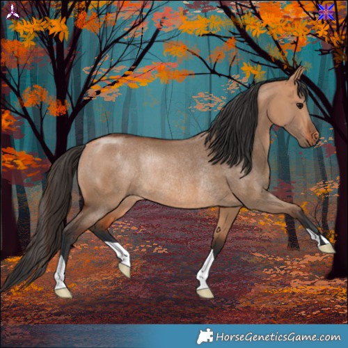 Horse Color:Bay Dun Rabicano 